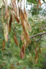 Fraxinus angustifolia