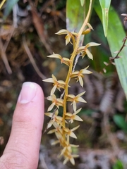 Dendrochilum grandiflorum