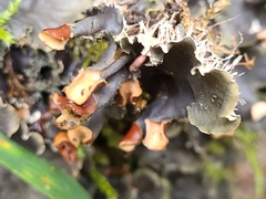 Peltigera polydactylon