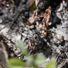 Lycosidae