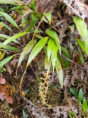 Dendrochilum grandiflorum