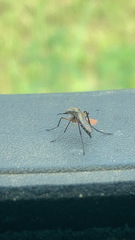 Psorophora cyanescens
