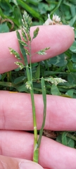 Poa annua