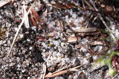 Lycosidae