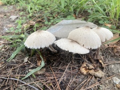 Leucocoprinus cepistipes