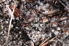 Lycosidae