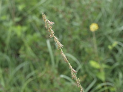 Cynodonteae
