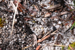 Lycosidae