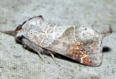 Clostera apicalis