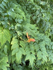 Campsis