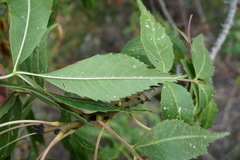 Fraxinus angustifolia
