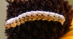 Sitochroa palealis