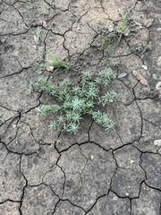 Amaranthus blitoides