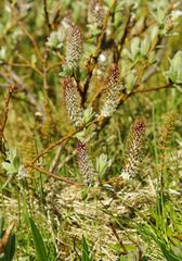 Salix lanata