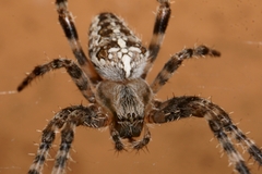 Araneus diadematus