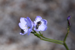 Chamaescilla corymbosa