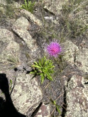 Cirsium wheeleri