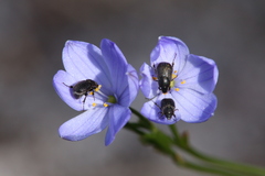 Chamaescilla corymbosa