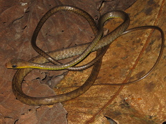 Chironius multiventris