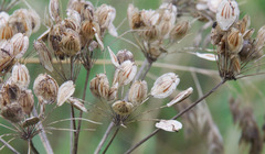 Heracleum sphondylium