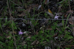 Caladenia latifolia