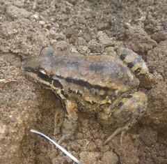 Leptodactylus mystacinus