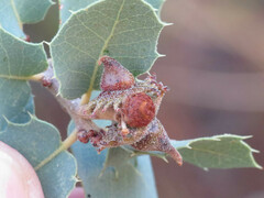 Disholcaspis pedunculoides