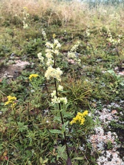 Solidago bicolor