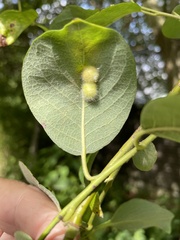 Euura pedunculi