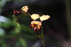 Diuris cruenta