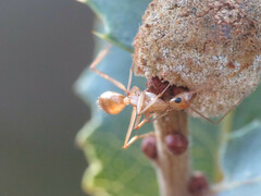 Camponotus festinatus