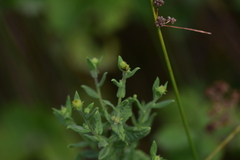 Pulicaria dysenterica