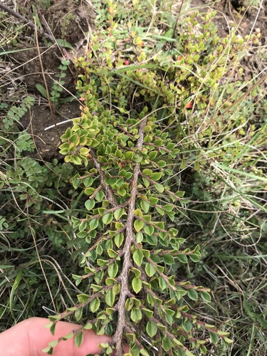 Cotoneaster horizontalis