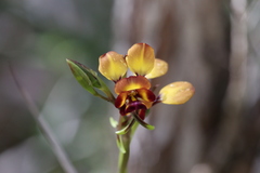 Diuris cruenta