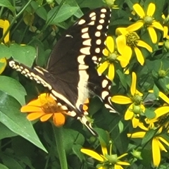 Papilio palamedes