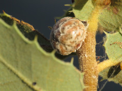 Kermesidae