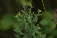 Pulicaria dysenterica