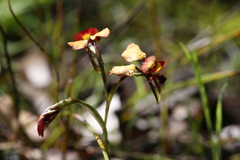 Diuris cruenta