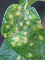 Pachypsylla