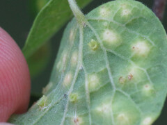 Pachypsylla celtidisasterisca