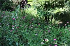Zinnia elegans