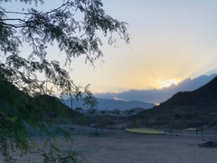 Vachellia farnesiana