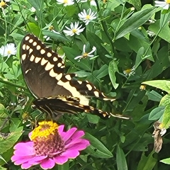 Papilio palamedes