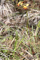 Diuris cruenta