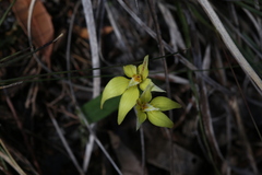 Caladenia flava flava