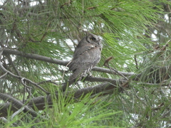 Otus scops