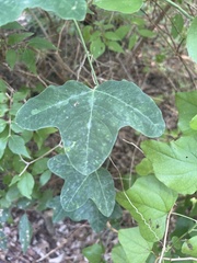 Passiflora lutea