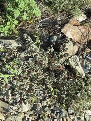 Euphorbia pediculifera