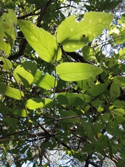Celtis reticulata