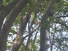 Turdus ignobilis